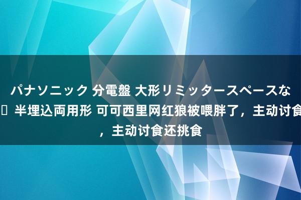 パナソニック 分電盤 大形リミッタースペースなし 露出・半埋込両用形 可可西里网红狼被喂胖了，主动讨食还挑食